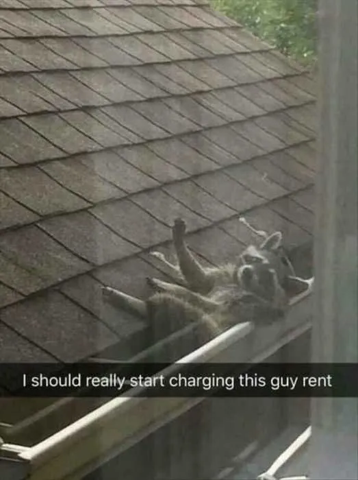Funny Charging Animal