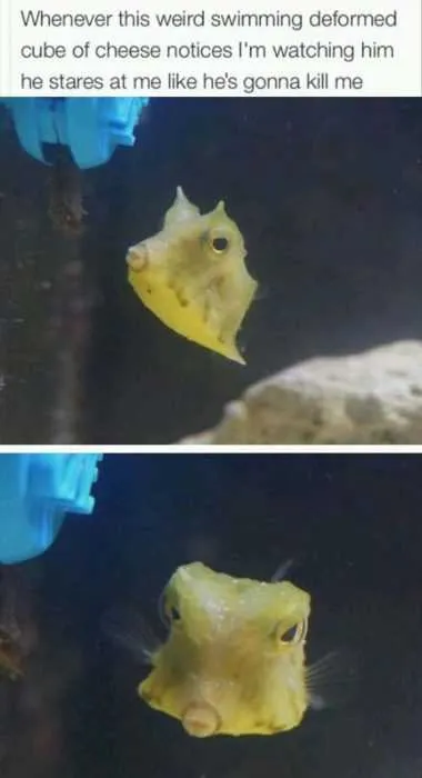 Funny Cheese Cube