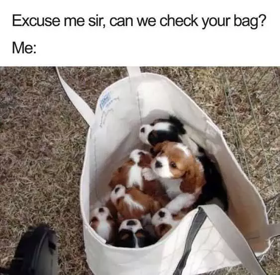 Funny Dog Bag