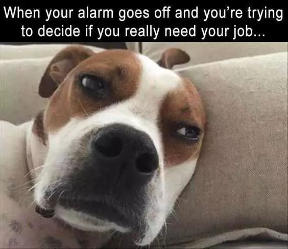 Funny Dog Needs Alarm