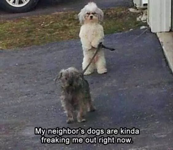 Funny Dog Walking