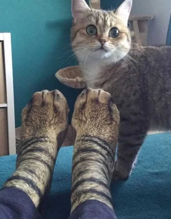 Funny Feet Cat
