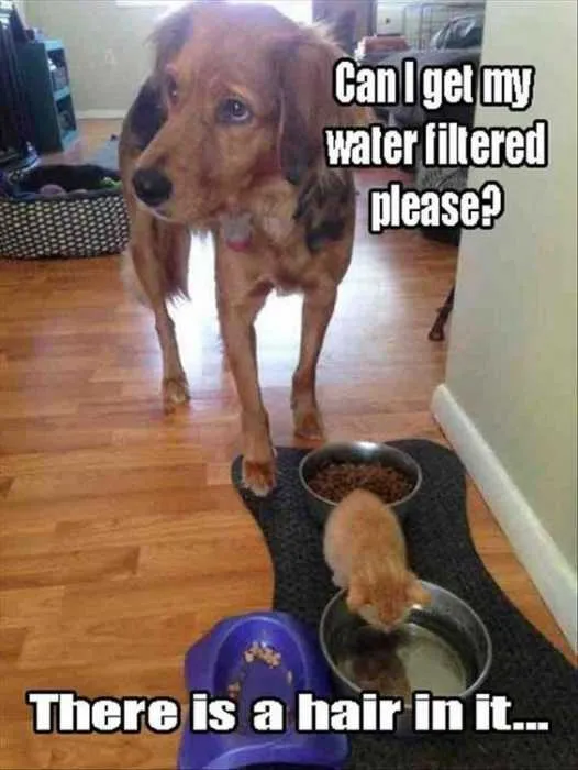 Funny Fltered Water