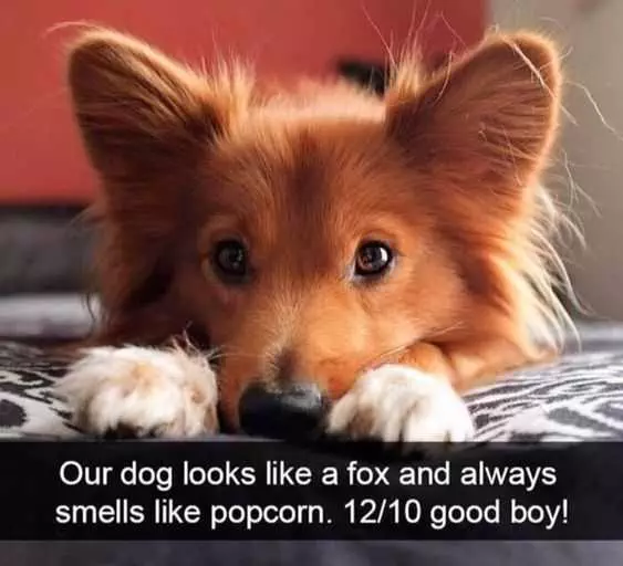 Funny Fox Popcorn