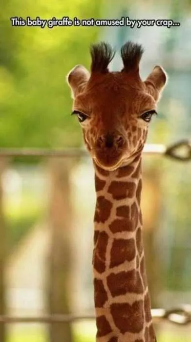 Funny Giraffe Amused