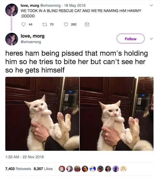 Funny Hampbites
