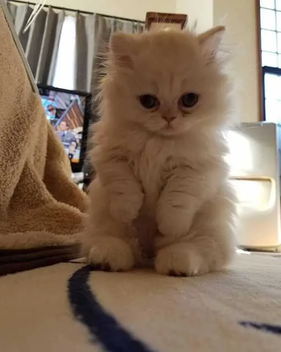 Funny Kitten Fluff