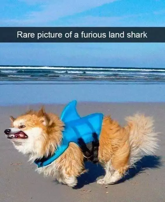Funny Land Shark