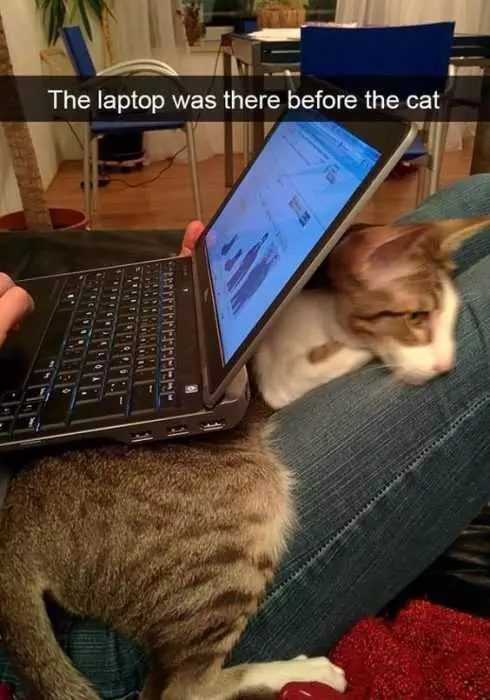 Funny Laptop Cat