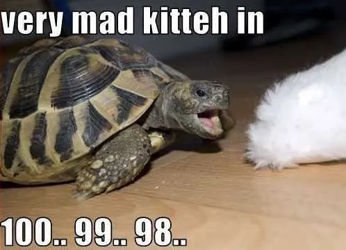 Funny Mad Cat Turtle