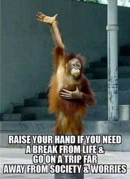 Funny Monkey Raise