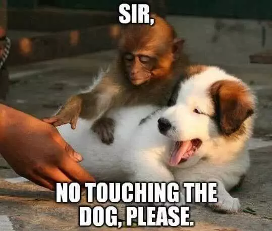 Funny No Touching Dog
