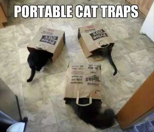 Funny Portable Cat Traps