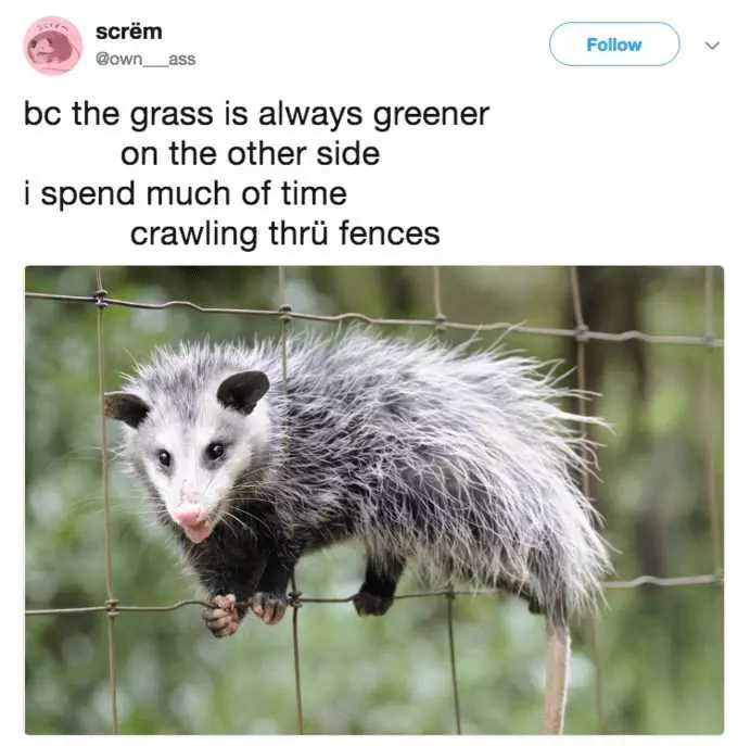 Funny Possum Fences