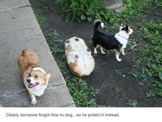 Funny Potato Dog