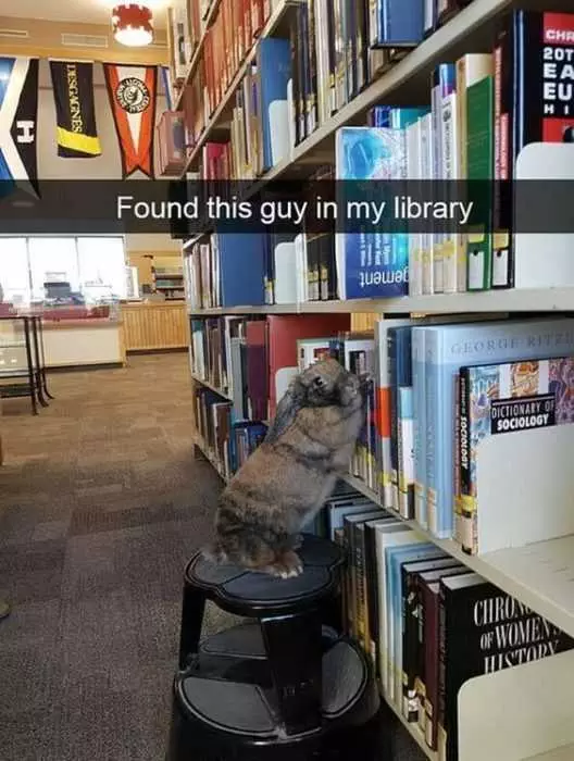 Funny Rabbit Library