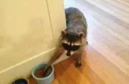 Funny Racoon Meow