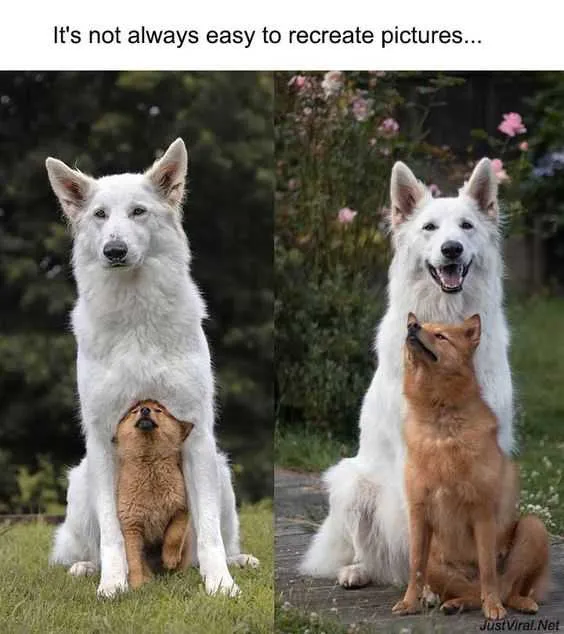 Funny Recreate Pictures