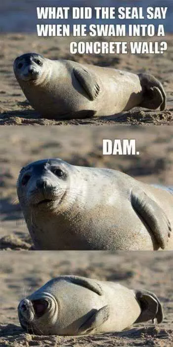 Funny Seal Dam