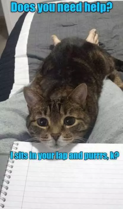Funny Sits In Your Laps