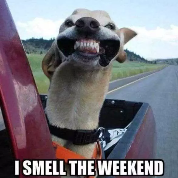 Funny Smell Weekend