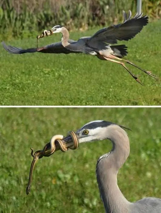 Funny Snake