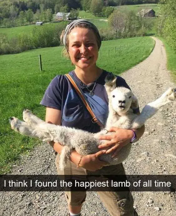 Funny Snapchat Lamb