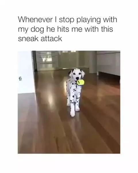 Funny Sneak Attack