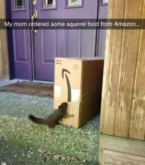 Funny Squirrel Food