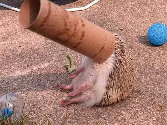 Funny Too Cute