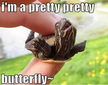 Funny Turtle Butterfly