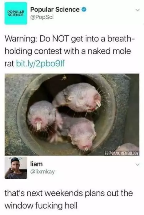 Funny Warning Naked Mole