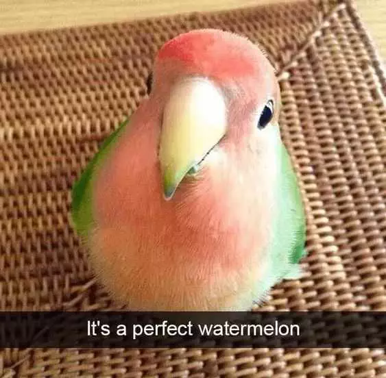 Funny Watermelon