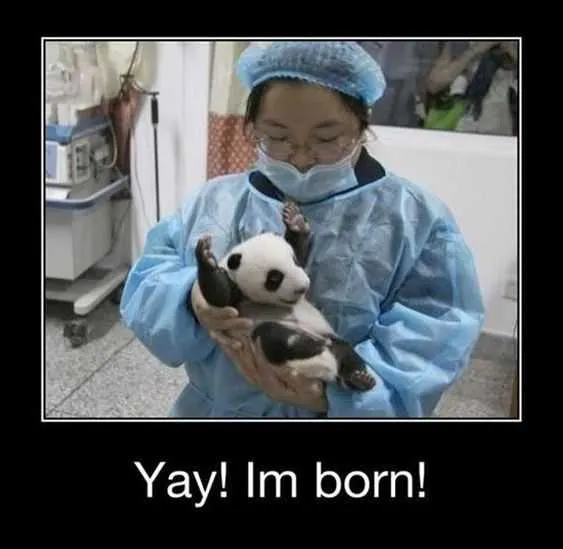 Funny Yay Born
