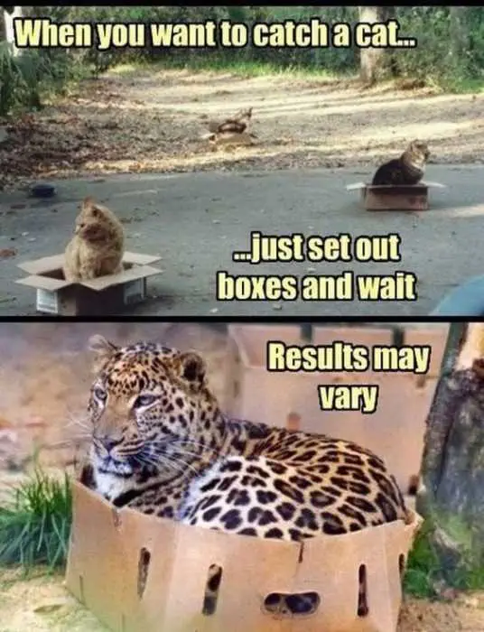 Animal Box Set