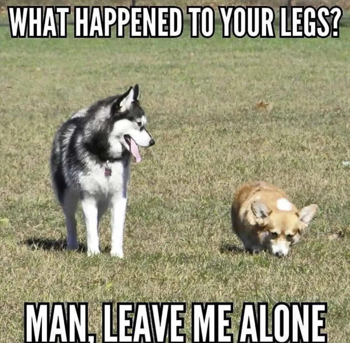 Animal Corgi Meme