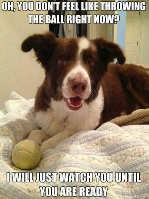 Animal Feel Like Ball