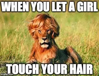 Animal Lion Touch