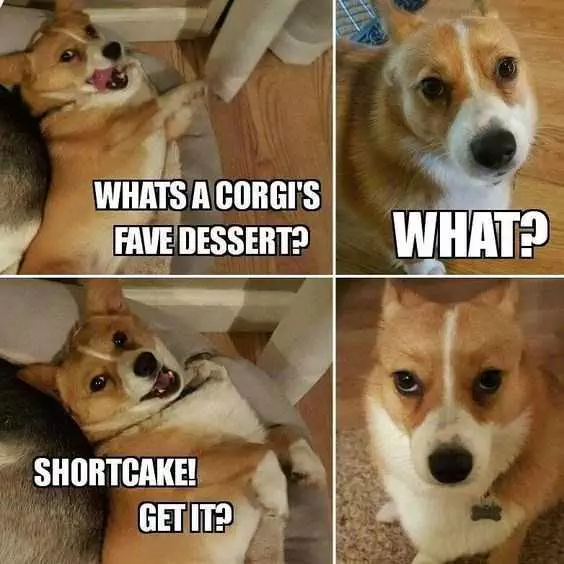 Animal Shortcake