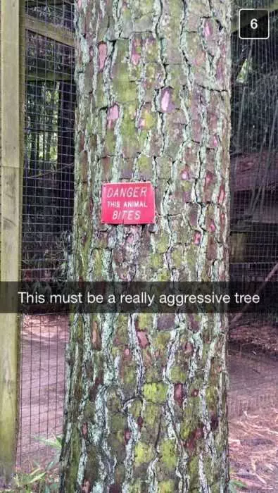 Funny Aggresive Tree
