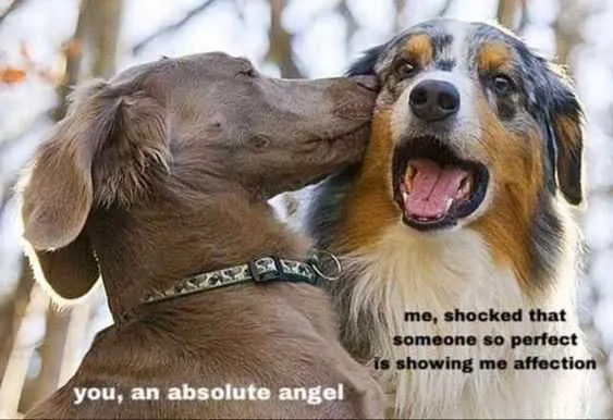 Funny Angel Shocked