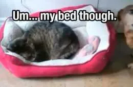 Funny Bed Though
