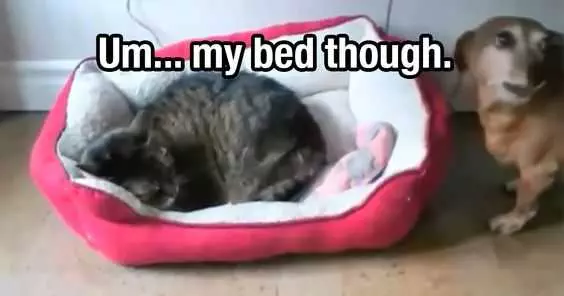 Funny Bed Though