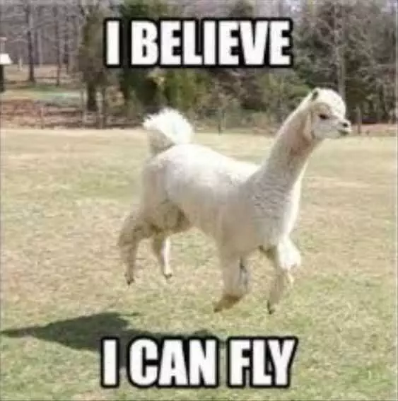 Funny Believe Fly