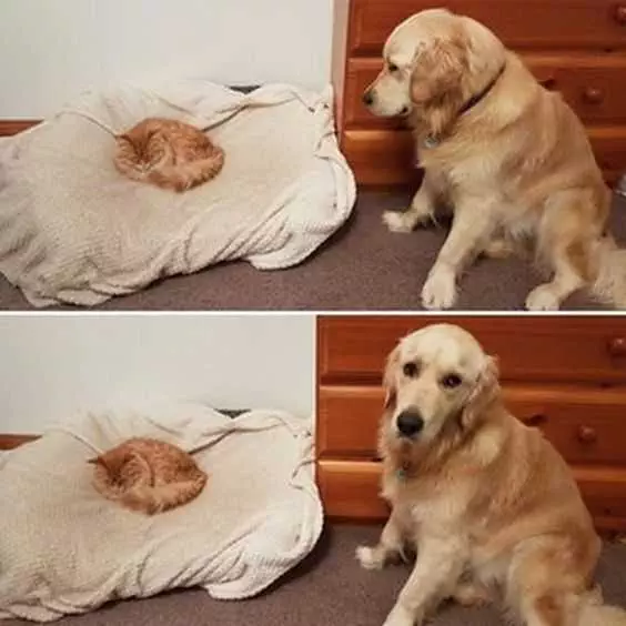 Funny Cat Stealing Bed