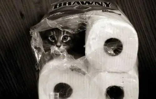 Funny Cat Toilet Paper