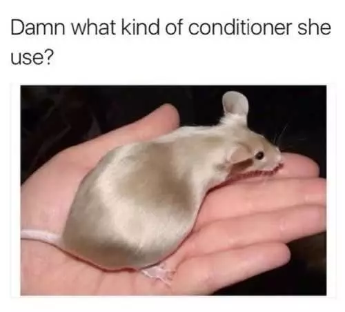 Funny Conditioner