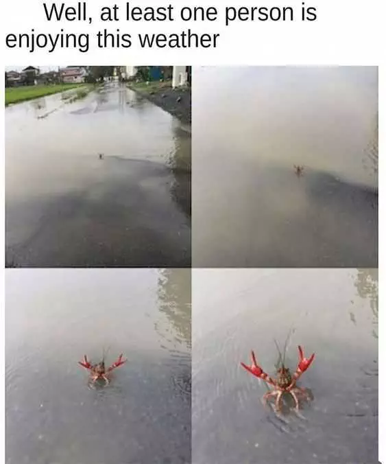 Funny Crab Weathger