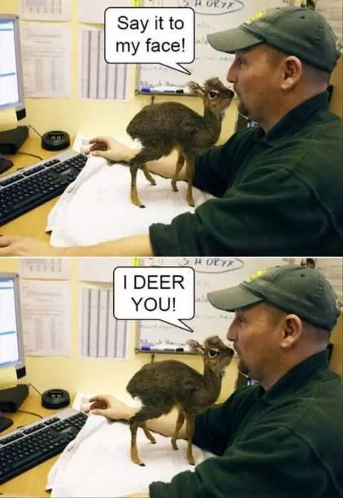 Funny Deer You