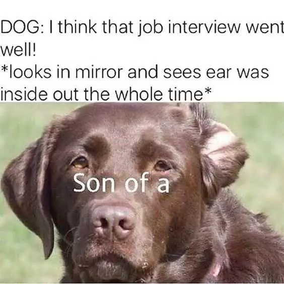 Funny Dog Interview